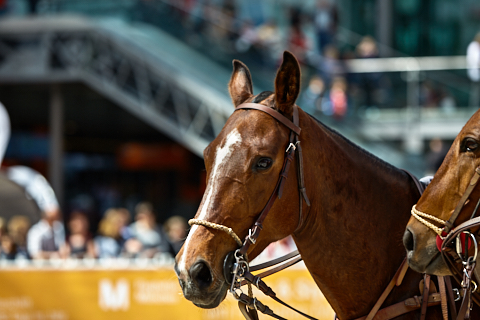 22.04.2018 - OTTO - The Polo Sand Arena mit Ottosport im Flughafen München
